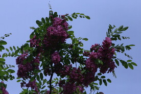 紫槐花 