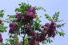 紫槐花 