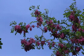 紫槐花 