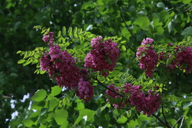 紫槐花