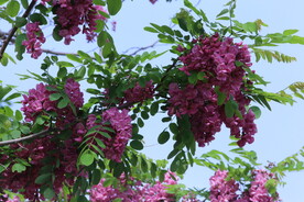 紫槐花 