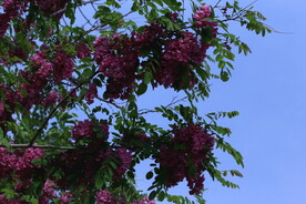 紫槐花 