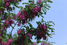 紫槐花 