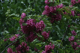 紫槐花 