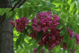 紫槐花