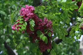 紫槐花 