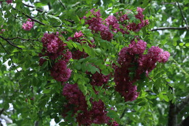 紫槐花