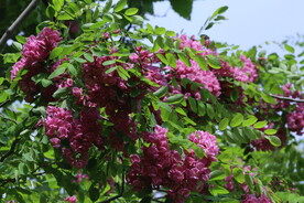 紫槐花