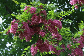 紫槐花