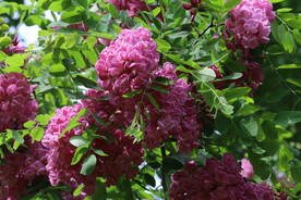 紫槐花 