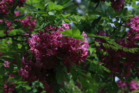 紫槐花