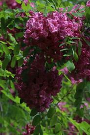 紫槐花