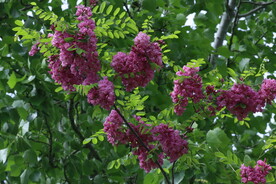 紫槐花 