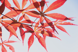 红枫树