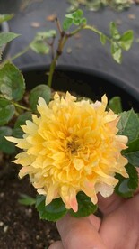 烟花波浪月季花