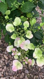 中国绣球花