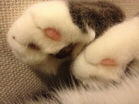 猫爪