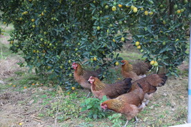 果园散养走地土鸡