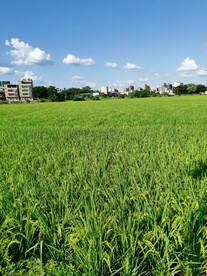 稻田素材 蓝天白云素材