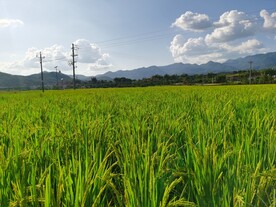 稻田风光蓝天白云