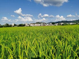 田园风景  蓝天 白云