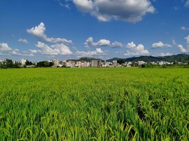 田园稻田 蓝天白云