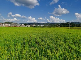 绿色稻田 蓝天白云
