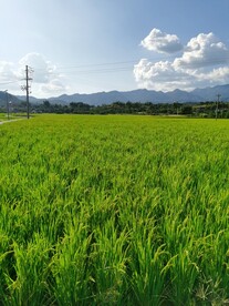 丰收水稻