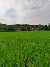 绿色稻田