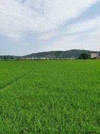 水稻素材