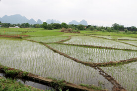 稻田风光
