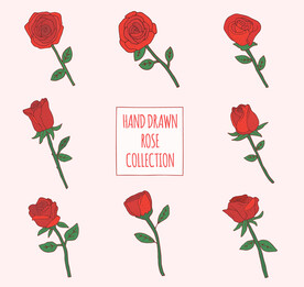 玫瑰花插画