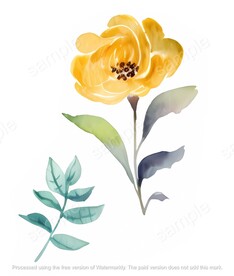 黄色的花朵