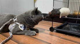 蓝猫 花枝鼠