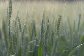 麦田  麦穗