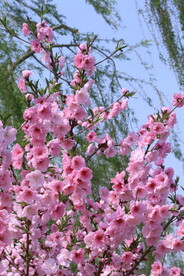碧桃花