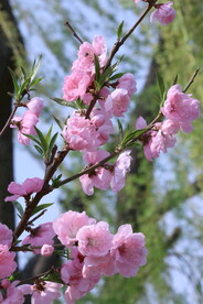 碧桃花 