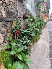 古镇花卉绿植