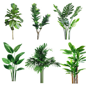 绿植盆栽