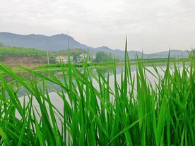 水岸