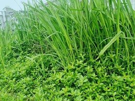 碧草 