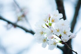 山樱花