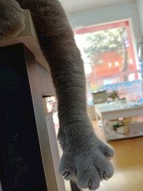 猫爪
