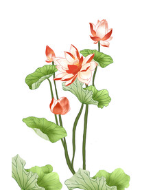 莲花 荷花 