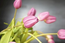含苞待放的花