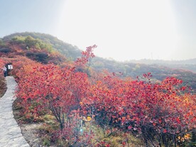 红叶树