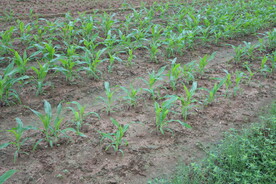 玉米苗