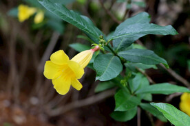 黄蝉花