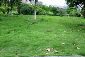 公园绿草地