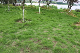 公园绿草